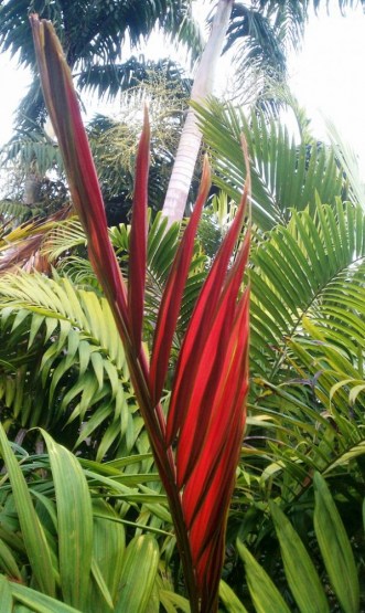 Red Feather Palm 3